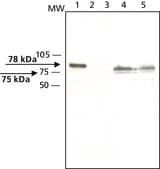 Anti-HIP14 antibody produced in rabbit affinity isolated antibody, buffered aqueous solution