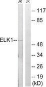 Anti-ELK1 antibody produced in rabbit affinity isolated antibody