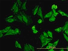 Monoclonal Anti-NODAL, (C-terminal) antibody produced in mouse clone 5C3, purified immunoglobulin, buffered aqueous solution