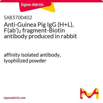 Anti-Guinea Pig IgG (H+L), F(ab&#8242;)2 fragment-Biotin antibody produced in rabbit affinity isolated antibody, lyophilized powder