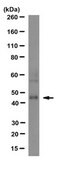 Anti- GABAA Antibody γ2 Subunit, clone KC4-8A7 clone KC4-8A7, from mouse
