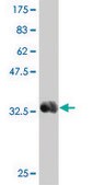Monoclonal Anti-TNFSF9 antibody produced in mouse clone 1D7, purified immunoglobulin, buffered aqueous solution