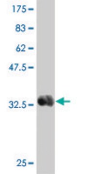 Monoclonal Anti-TNFSF9 antibody produced in mouse clone 1D7, purified immunoglobulin, buffered aqueous solution