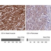 Anti-CS antibody produced in rabbit Prestige Antibodies&#174; Powered by Atlas Antibodies, affinity isolated antibody, buffered aqueous glycerol solution