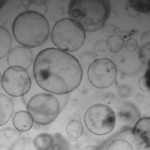3dGRO® Human Liver Organoids (MHU-L-013124) Normal, Liver, Age: 66, Male, Mutation: None