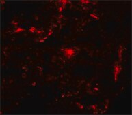 Anti-REEP2 antibody produced in rabbit affinity isolated antibody, buffered aqueous solution