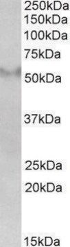 Anti-FSD1 antibody produced in goat affinity isolated antibody, buffered aqueous solution