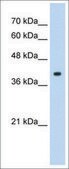 Anti-CREB1 antibody produced in rabbit IgG fraction of antiserum