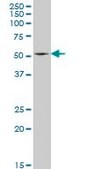 Monoclonal Anti-HSF4 antibody produced in mouse clone 3G3, purified immunoglobulin, buffered aqueous solution