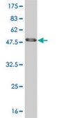 ANTI-HMGB2 antibody produced in mouse clone 4G7, purified immunoglobulin, buffered aqueous solution