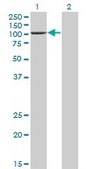 Monoclonal Anti-PCAF antibody produced in mouse clone 1H2, purified immunoglobulin, buffered aqueous solution