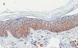 Anti-Stat3 Antibody, clone 4N11, ZooMAb® Rabbit Monoclonal recombinant, expressed in HEK 293 cells