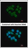 Anti-SEPHS2 antibody produced in rabbit affinity isolated antibody, buffered aqueous solution