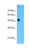 Anti-TEAD4 antibody produced in rabbit affinity isolated antibody