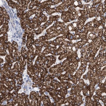 Anti-ACOT13 antibody produced in rabbit Prestige Antibodies&#174; Powered by Atlas Antibodies, affinity isolated antibody, buffered aqueous glycerol solution