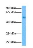 Anti-CREB3L1 (AB1) antibody produced in rabbit IgG fraction of antiserum