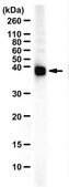Anti-MUL1 from rabbit, purified by affinity chromatography