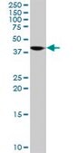 Anti-ORC4L antibody produced in mouse purified immunoglobulin, buffered aqueous solution