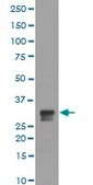 Monoclonal Anti-CDC2 (phospho T14) antibody produced in rabbit clone DFH-3