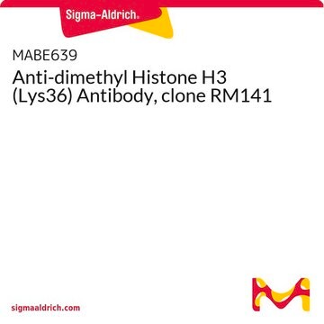 Anti-dimethyl Histone H3 (Lys36) Antibody, clone RM141