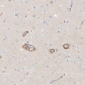 Anti-KCNH5 antibody produced in rabbit Prestige Antibodies&#174; Powered by Atlas Antibodies, affinity isolated antibody, buffered aqueous glycerol solution