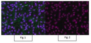 Anti-trimethyl-Histone H3 (Lys4) Antibody, Alexa Fluor™ 647 Conjugate from rabbit, ALEXA FLUOR™ 647