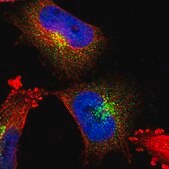 抗-DPP7 兔抗 Prestige Antibodies&#174; Powered by Atlas Antibodies, affinity isolated antibody, buffered aqueous glycerol solution