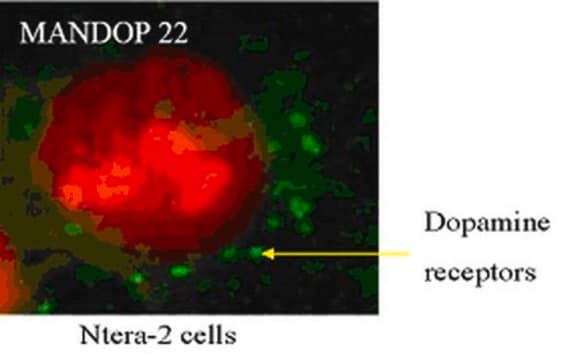 Anti-Dopamine D2 receptor (DRD2) Antibody, clone 2B9 clone 3D9, from mouse