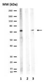 Anti-phospho-TAK1 (Ser412) Antibody from rabbit, purified by affinity chromatography