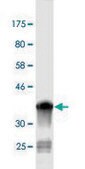 Monoclonal Anti-NEDD1, (C-terminal) antibody produced in mouse clone 3H7, purified immunoglobulin, buffered aqueous solution
