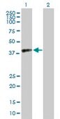 Anti-RFC4 antibody produced in mouse purified immunoglobulin, buffered aqueous solution