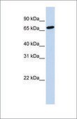 Anti-HAL antibody produced in rabbit affinity isolated antibody
