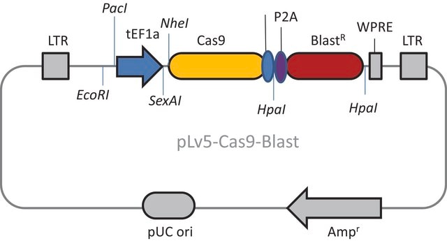 CAS9 Blasticidin Lenti Plasmid