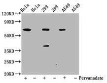 Anti-phospho-PTPN11 (Y542) antibody, clone 2E2, Rabbit Monoclonal recombinant, expressed in HEK293F cells