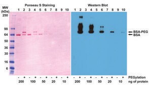 Anti-PEG (methoxy group) antibody, Rabbit monoclonal recombinant, expressed in HEK 293 cells, clone RM105, purified immunoglobulin