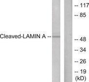 Anti-Lamin A (Cleaved-Asp230) antibody produced in rabbit affinity isolated antibody