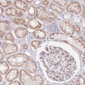 Anti-SERINC3 antibody produced in rabbit Prestige Antibodies&#174; Powered by Atlas Antibodies, affinity isolated antibody, buffered aqueous glycerol solution