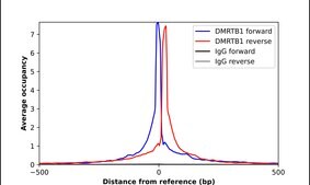 Anti-DMRTB1 antibody produced in rabbit Prestige Antibodies&#174; Powered by Atlas Antibodies, affinity isolated antibody, buffered aqueous glycerol solution