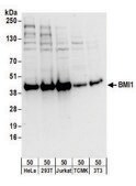 Rabbit anti-BMI1 Antibody, Affinity Purified Powered by Bethyl Laboratories, Inc.