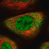 Anti-SFSWAP antibody produced in rabbit Prestige Antibodies&#174; Powered by Atlas Antibodies, affinity isolated antibody, buffered aqueous glycerol solution