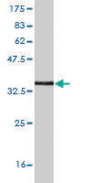 Monoclonal Anti-ZNF167 antibody produced in mouse clone 3A12, purified immunoglobulin, buffered aqueous solution