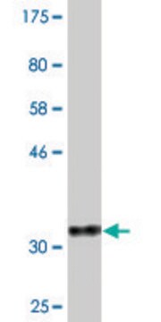 Monoclonal Anti-DYNLL2 antibody produced in mouse clone 1G7, purified immunoglobulin, buffered aqueous solution