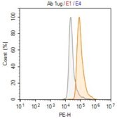 Anti-CPT1A Antibody, clone 2N14 ZooMAb® Rabbit Monoclonal recombinant, expressed in HEK 293 cells