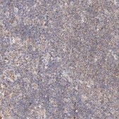 Anti-FAM114A2 antibody produced in rabbit Prestige Antibodies® Powered by Atlas Antibodies, affinity isolated antibody, buffered aqueous glycerol solution