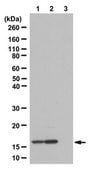 Anti-acetyl-phospho Histone H1.4/H3 (Lys26/Lys9, Ser27/Ser10) Antibody from rabbit, purified by affinity chromatography