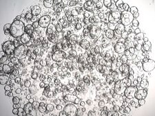 3dGRO Transcending Colon Intestinal Organoids, Age 59 (Prep ht-215-CT) Normal, Colon Transcending, Age: 59, Female, Mutation: None