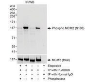 Rabbit anti-Phospho MCM2 (S108) Antibody, Affinity Purified