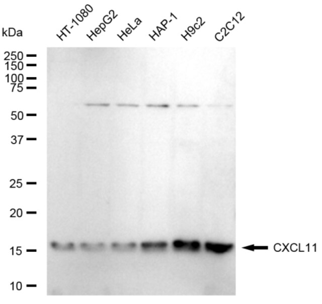 Anti CXCL11 Antibody, clone 23GB5640, Rabbit Monoclonal clone 23GB5640, recombinant rabbit monoclonal, expressed in HEK293 cells