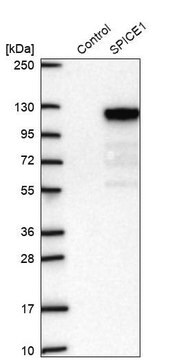 Anti-SPICE1 antibody produced in rabbit Prestige Antibodies&#174; Powered by Atlas Antibodies, affinity isolated antibody, buffered aqueous glycerol solution