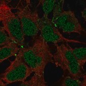 Anti-JAM2 antibody produced in rabbit Prestige Antibodies® Powered by Atlas Antibodies, affinity isolated antibody